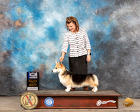 Pembroke Welsh Corgi #36 Sun BOW Judge LInda Clark