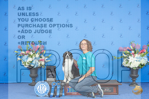 Australian Shepherd #10 THUR NTR HIC Judge __JP_9452_Houston_2024_HR3