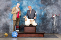 Cocker Spaniel Party #5 Thurs G2 Judge Jon Cole