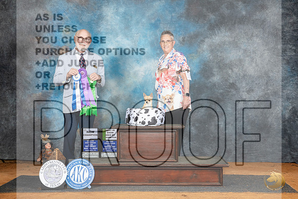 Chihuahua Smooth #16 Sat MBOWCH Judge Tim Robbins__JP_7994_MARSHALL_2024_HR3