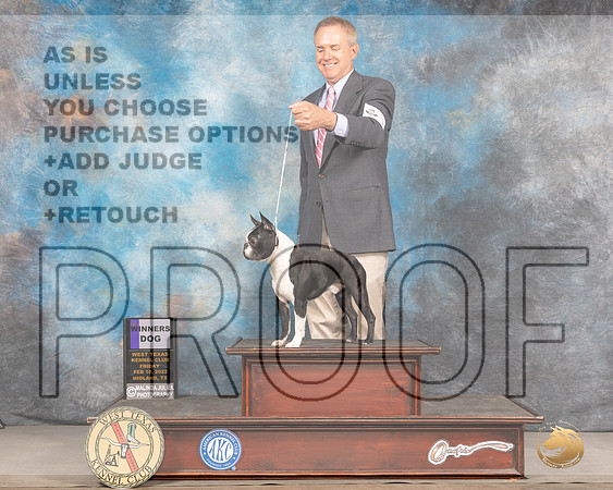 Boston Terrier #15 Fri WD Judge Denny MounceMMJ_2897_Mdlnd2022_HR3