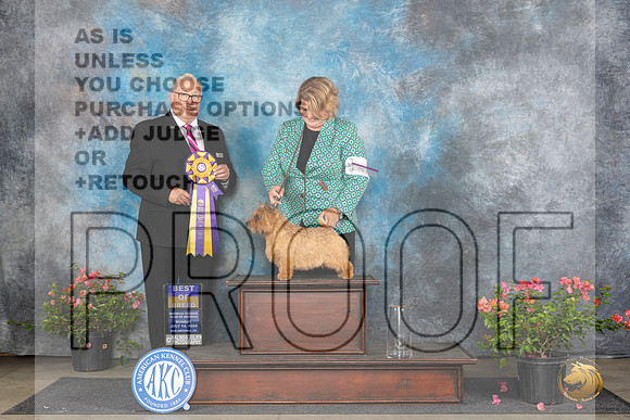 Norwich Terrier #41 Sun BOB Judge John F Booth __JP_5849_San Antonio_2024_HR3