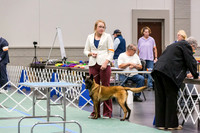 Belgian Malinois Rings Fri Ring 1