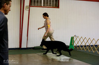 German Shepherd Dog Sat S2 Ring