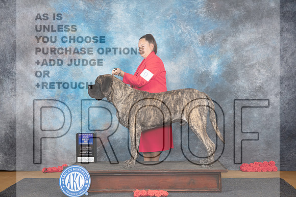 Mastiff #9 Sat WDBOS Judge Beth Downey__JP_0039_Sulphur Springs_2024_HR3