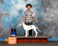 Great Dane #248 Sat1 BestPuppy Judge Pam Moore