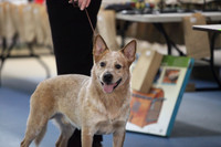 Australian Cattle Dog