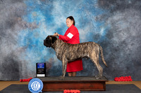 Mastiff #9 Sat WDBOS Judge Beth Downey