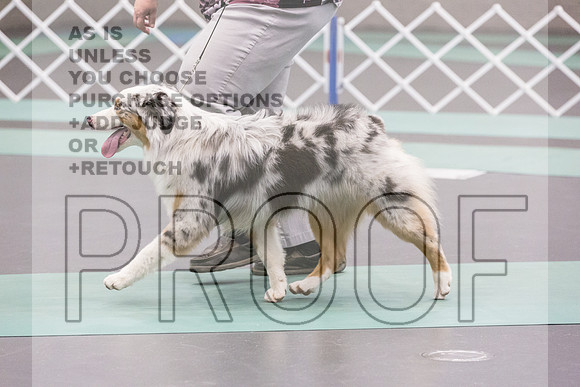 Australian Shepherd Rings Fri Ring 1_JJL_5892_UKCLNGVIEWOCT2024_2024_HR3