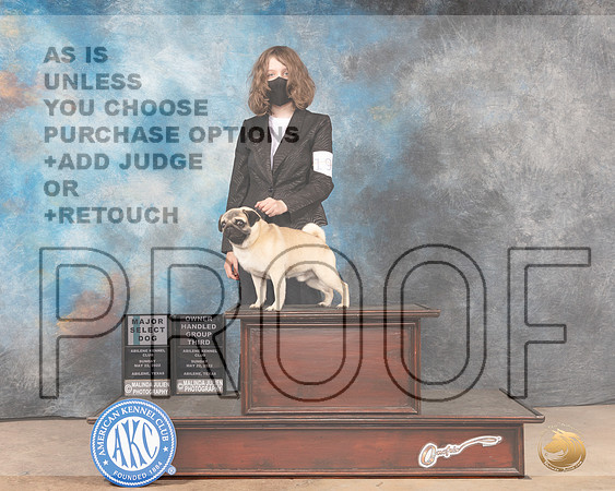 Pug #19 Sun OHG3SM Judge Thomson Stanfield-MMJ_5023-Abilene2022-HR3