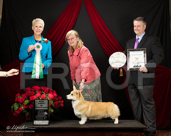 _ST_3410-HstnCorgiFeb2015-HR3