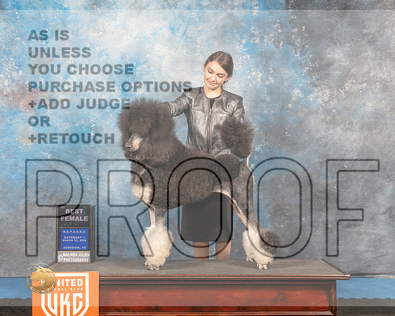 Poodle Std MC #165 Sat1 BF Judge Tracey Kallas_MMJ_6428_Addison2022_HR3