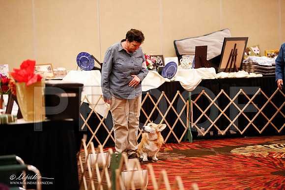 _JJ_7468-HstnCorgiFeb2015-HR3