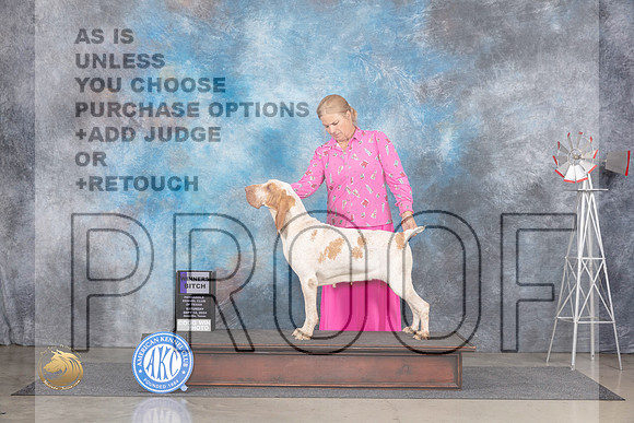Bracco Italiano #10 Sat WB Judge Annn Roth__JP_6275_Amarillo_2024_HR3