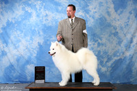 Samoyed #5 Sat G2 RESHOOT Oneil Claire & John Agent Robert M Chaffin Judge Edd Embry Bivin