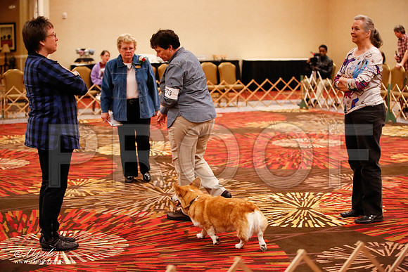 _JJ_8070-HstnCorgiFeb2015-HR3