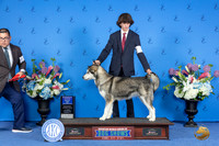 Alaskan Malamute #19 SAT WD BOW Judge Nancy Liebes