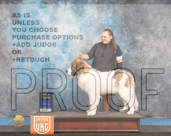 Pyrenean Mastiff #120 Sat G3 Judge David Arthur_MMJ_6333_Addison2022_HR3