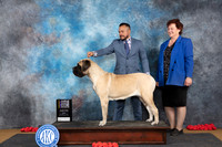 Mastiff #8 Sun BOB NCH Judge Nikki Riggsbee