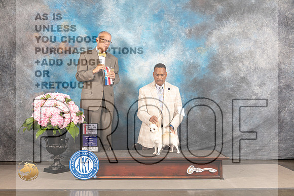 Chihuahua Long Coated #23 FRI WD BOW BOS Major Judge Luis Sosa_MJ_5100_Houston_2022_HR3