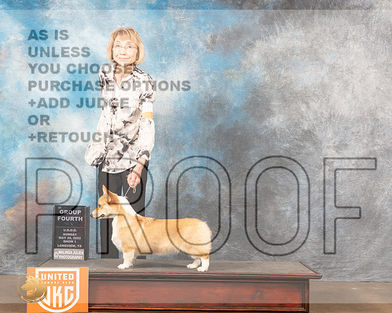 Pembroke Welsh Corgi #117 Sun1 G4 Judge Matthew ProctorMMJ_5879_Lngvw2022HR3