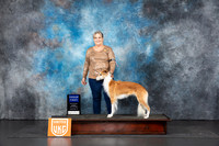 Silken Windhound #108 Sun BOB G1 Judge Terri Rein