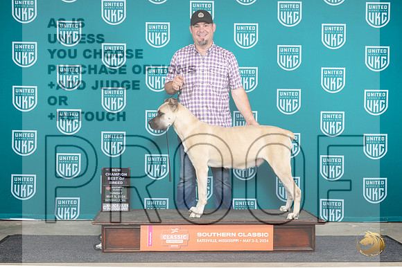 Cane Corso #201 Sun BOBCH Judge Nancy Eilks__JP_6651_BatesvilleMS_2024_HR3