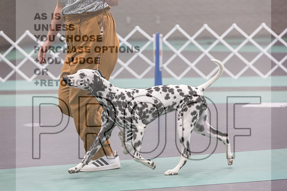 Dalmatian Sat Rings_JJL_0455_UKCLNGVIEWOCT2024_2024_HR3
