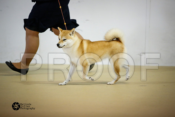 shib-9169-HtoJan14-HR