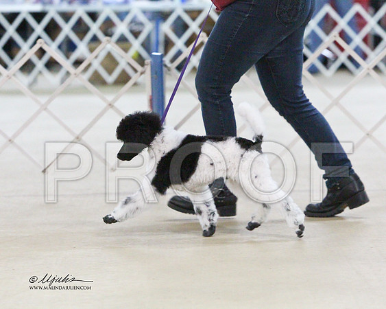 MC Std Poodle-2644