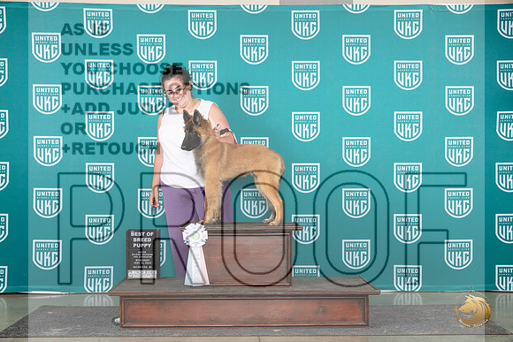 Belgian Shepherd #110 Wed NP Judge Nikki Swapp__JP_0572_Premier_2024_HR3