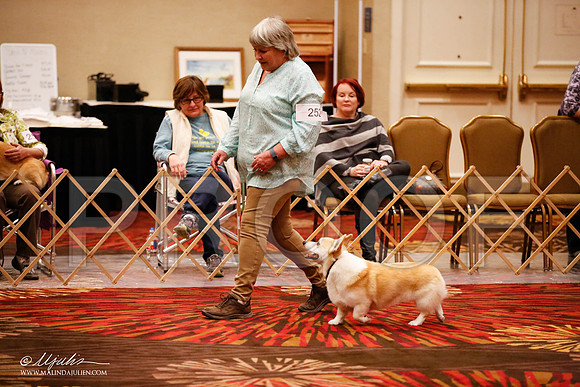 _JJ_7227-HstnCorgiFeb2015-HR3