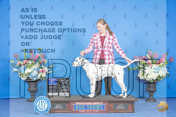 Dalmatian #11 FRI WD BOW M Judge Jon Cole__JP_9176_Houston_2024_HR3