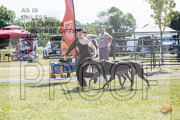 Greyhounds #104 #105 Brace Wed_JJL_1781_Premier_2024_HR3