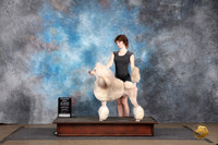 Poodle Standard MC #420 Sat VetRBIS Judge Brenda Landers