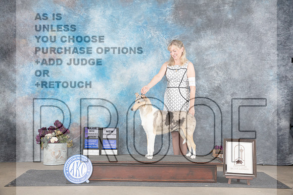 Collie Smooth #12 Sat WBMCH Judge Sulie Greendale-Paveza__JP_7255_Belton_2024_HR3