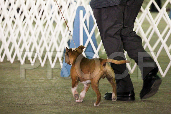 StaffBull4591