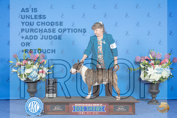 Bull Terrier Colored #9 FRI WD BOW M Judge Ann Yuhasz__JP_9301_Houston_2024_HR3