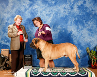 Bullmastiff #11 Sun SB New GrCh