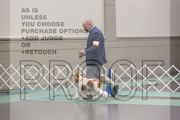 Poodle Std MC Ring Sat_JJL_8707_UKCLNGVIEWOCT2024_2024_HR3