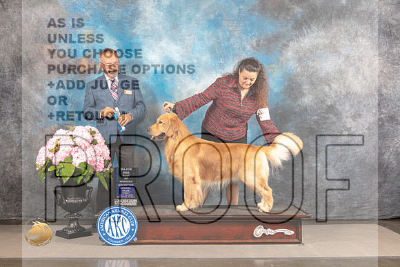 Golden Retriever #55 FRI WD BOW Major Judge Timothy Catterson_MJ_5405_Houston_2022_HR3
