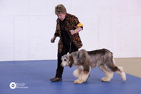 Afghan Hound Sat Ring