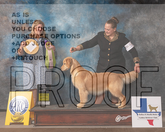 Golden Retriever #34 Fri BISPSweeps Judge Ellen Schultz-MMJ_6899-FW2022-HR3