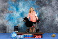 Poodle Standard #21 WED Best Judge James Moses