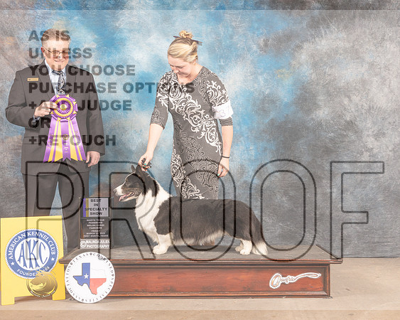 Cardigan Welsh Corgi #37 Fri BISS Judge Patrick Smith-MMJ_7567-FW2022-HR3