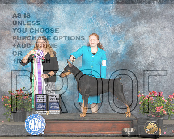 Doberman Pinscher #6 J500 Sat RWB BJr Judge Bridget Brownn_JP_5102e_San Antonio_2024-HR3