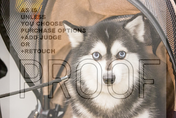 Alaskan Klee Kai Rings Fri Ring 1_JJL_6666_UKCLNGVIEWOCT2024_2024_HR3