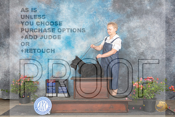 Scottish Terrier # Fri BOS Judge Karen McFarlane Sun OHG3 Judge Karen McFarlane__JP_6235_San Antonio_2024_HR3