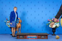 Vizsla SUN CUSTOM family addition