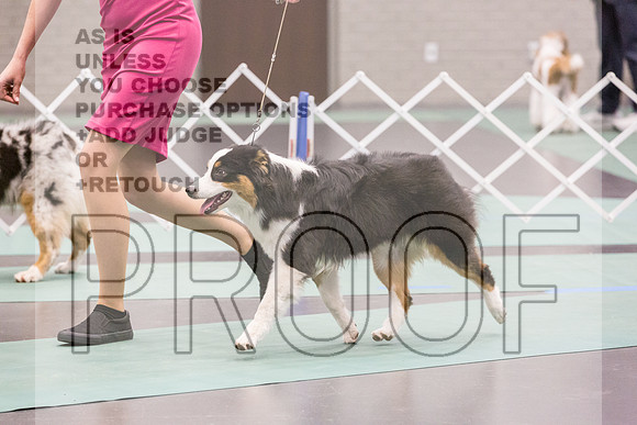 Australian Shepherd Rings Fri Ring 1_JJL_5898_UKCLNGVIEWOCT2024_2024_HR3